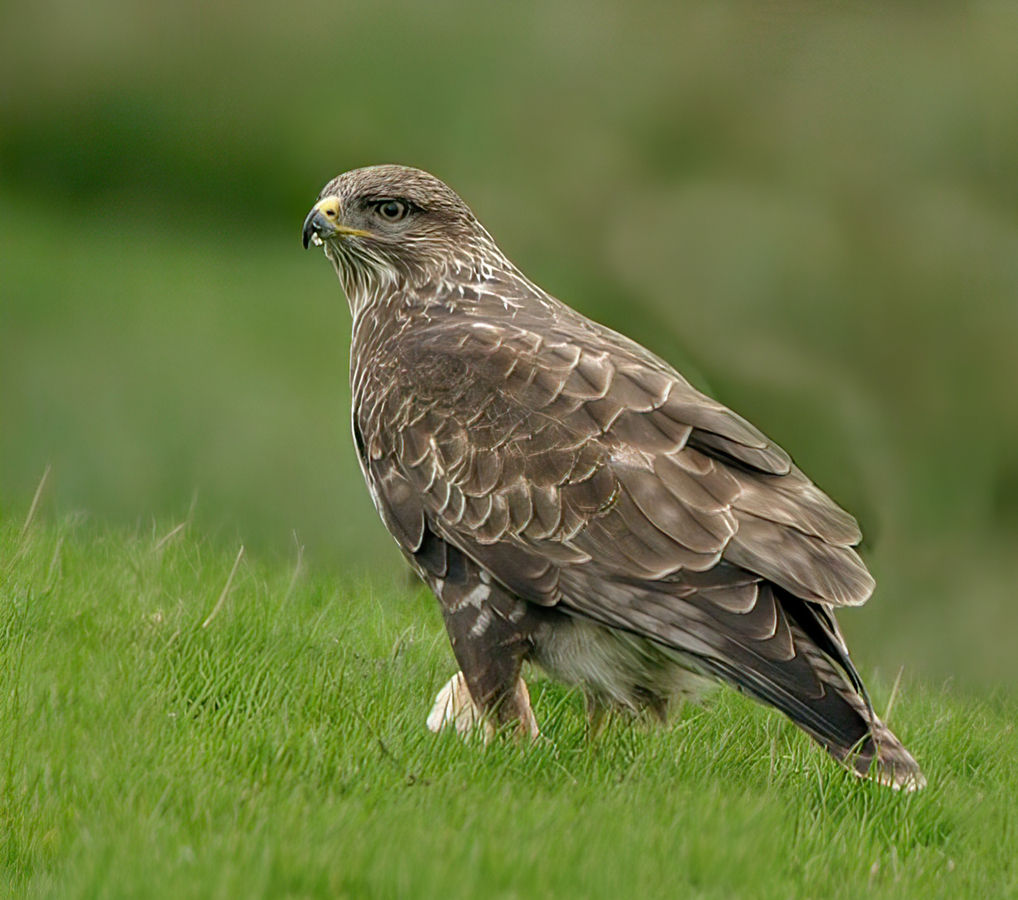 Common Buzzrd with carrion